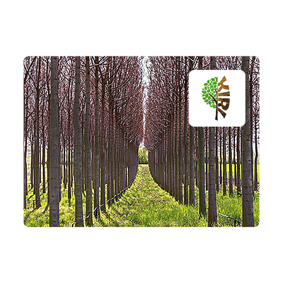 KiriTrees Plantage